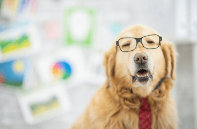 Golden retriever wearing glasses and tie